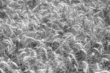 Buğday ya da arpa tarlası tarlası. Çavdar ekili ekin hasadı..