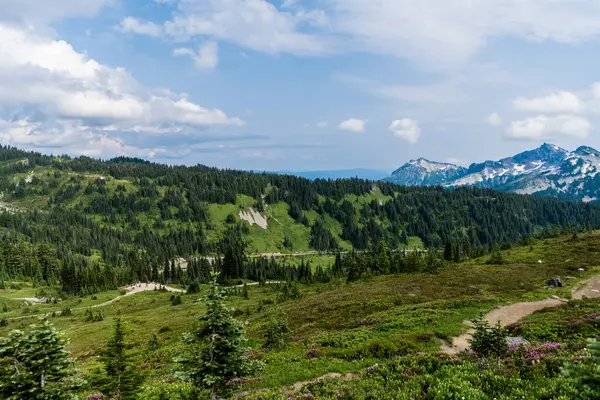Yeşil vadi manzarası. Çayırın doğa manzarası. Vadi ve dağ manzarası. Dağ vadisi. Çam ağacı ve ormanlı dağ manzarası. Manzara kozalaklı orman. Büyüleyici orman.