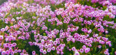 Pembe dağ keneviri çiçeği. Doğada dağ keneviri çiçeğinin kır çiçeği olan bir çayır. Yaz doğası. Çiçek açan bitki. Doğada çiçek. Çiçek açan fundalık..