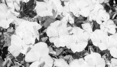 Yaz doğası. Çiçek açan nonoş. Çiçek mevsimi. Çiçek açan doğa. Viola çiçeği. Çiçek tarhında güzel bir bahar kemanı çiçeği. Yazın açan Viola çiçeği. Viola cornuta.