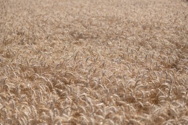 Tahıl tarımı ile tarlada tarım. Organik gıda ekimi. Çavdarlı yaz tarlası. Olgun çavdar tarlasında hasat edilmeyi bekliyor. Çavdar mahsulü. Buğday hasadı. Ekin yönetimi.