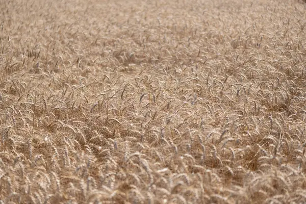 Tahıl tarımı ile tarlada tarım. Organik gıda ekimi. Çavdarlı yaz tarlası. Olgun çavdar tarlasında hasat edilmeyi bekliyor. Çavdar mahsulü. Buğday hasadı. Ekin yönetimi.