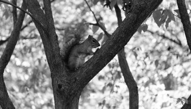 Vahşi yaşam doğası. Ormandaki gri sincap. Doğu gri sincabı dışarıda. Vahşi bir hayvan. Ağaçtaki sincap. Kemirgen hayvan faunası. Sciurus kemirgen hayvanıyla sonbahar sahnesi. Evcil kemirgenler.