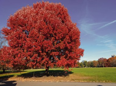 Mevsimlik ağaç yaprakları. Doğal sonbahar manzarası. Doğanın sonbahar güzelliği. Central Park 'ta sonbahar mevsimi doğası. Devrilme ağacı, kopyalama alanı. Sonbahar ağacı. Sonbahar sezonunda doğa. Sonbaharda park et. Yaprak dökümü.
