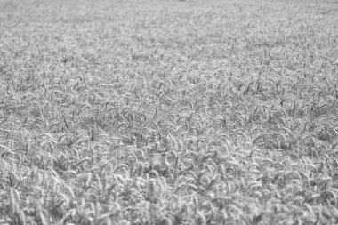Çavdarlı yaz tarlası. Olgun çavdar tarlasında hasat edilmeyi bekliyor. Çavdar mahsulü. Buğday hasadı. Tahıl tarımı ile tarlada tarım. Organik gıda ekimi. Mevsimlik mahsul.