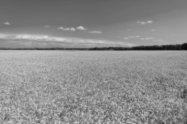 Tarım arpası ya da çavdar tarlası. Yaz doğası. Tarladaki çivili buğday taneleri. Çavdar mahsulü kulakları. Tarım işi ve hasat. Yazın olgun çavdar tarlası manzarası. Organik ürünler.