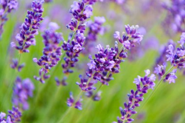 Mor lavanta doğada çiçek açar. Doğanın bileşimi. Çiçek açan yaz çiçekleri. Çiçek tarlası. Lavanta tarlası. Yazın lavanta çiçeği. France Provence sahasında. Lavanta yağı.