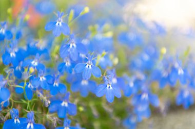 Makroda çiçek açan lobelia, seçici odaklanma. Açık hava çiçekleri. Mavi lobelia çiçeği. Doğal çiçek bitkisi. Çiçek açan arka plan. Çiçek lobelia mavi arka plan. Lobelia çiçeği.