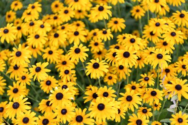 Sarı fındıklı çiçek. Doğal çiçek bitkisi. Flora Doğa. Sarı çiçek arka planı. Çiçek kabuklu sarı arka plan. Sakız çiçeği. Bahçede çiçek açan koni sakızı. Açık hava çiçekleri..