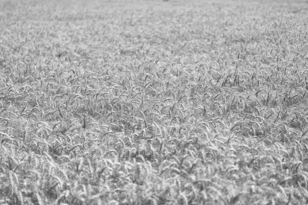 Çavdarlı yaz tarlası. Olgun çavdar tarlasında hasat edilmeyi bekliyor. Çavdar mahsulü. Buğday hasadı. Tahıl tarımı ile tarlada tarım. Organik gıda ekimi. Mevsimlik mahsul.