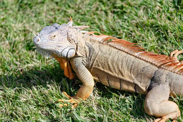 Tropikal ormanda iguana kertenkelesi. Vahşi iguana kertenkelesi. Egzotik iguana sürüngeni. Egzotik sürüngen hayvanı. Vahşi yaşam hayvanı. Doğadaki sürüngen hayvan. Vahşi yaşam hayvanat bahçesi ormanda. Tropikal iguana habitatı.