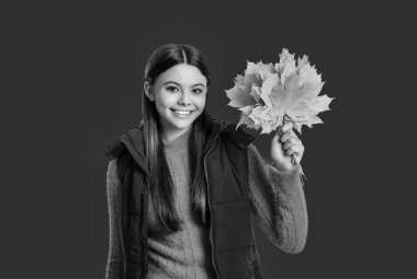 Sonbaharda moda tarzı. Sonbahar sezonu modası. Genç kız sonbahar yaprağını tutuyor. Kırmızı akçaağaç yaprağıyla eğlenen mutlu kız. Sonbahar doğası ellerimizde. Çocukluk mutluluğu. Yaprak çöpü..