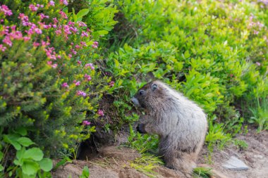 Capybara açık havada. Vahşi bir hayvan. Köstebek yerde. Kemirgen hayvan dağ sıçanı. Kemirgen dağ sıçanı hayvanı. Vahşi yaşam doğası. Marmot capybara. Dağ sıçanı vahşi dağ sıçanı. Kereste kemirgeni..