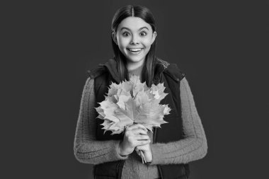 Genç kız sonbahar akçaağaç yaprağını tutuyor. Düşen yapraklar. Sonbahar tarzı akçaağaç yapraklı bir kız. Sonbahar modası. Sonbahar sezonu. Sonbahar yaprakları ve kırmızıda izole edilmiş mutlu genç kız. Katmanlı giysiler.