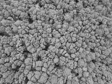 Ormanın havadan görünüşü. İlkbaharda yeşil orman manzarası. Doğa manzarası. Yeşil ormanın manzarası. Yaz ormanı. Ormanın manzaralı manzarası. Yağmur Ormanları Ekosistemi.