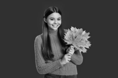 Sonbahar yaprakları ve kırmızıda izole edilmiş mutlu genç kız. Genç kız sonbahar akçaağaç yaprağını tutuyor. Düşen yapraklar. Sonbahar tarzı akçaağaç yapraklı bir kız. Sonbahar modası. Sonbahar sezonu. Düşen yapraklar.