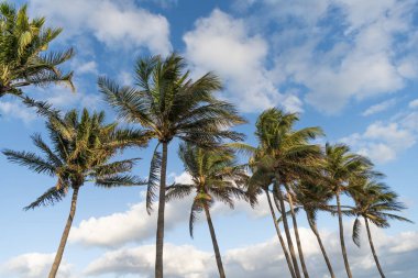 Palmiye ağacı. Miami, Florida 'da yaz tatili. Kaliforniya palmiyesi. Miami 'de tropik bir sahil. Palmiye ağacıyla tropik bir açık hava sahnesi. Tropik yaz tatili. Egzotik doğa.
