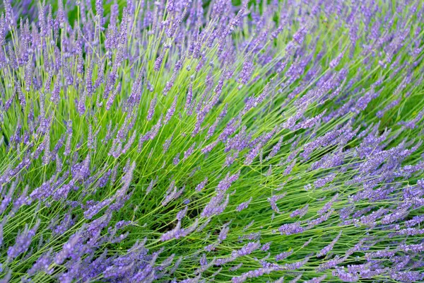 France Provence sahasında. Mor lavanta doğada çiçek açar. Doğanın bileşimi. Çiçek açan yaz çiçekleri. Çiçek tarlası. Lavanta tarlası. Yazın lavanta çiçeği. Çiçekli lavanta tarlası.