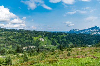 Dağlı orman doğası. Yeşil vadi manzarası. Dağ kırsalında doğa. Manzara kırsal vadi. Dağ vadisi. Çam ağacı ve ormanlı dağ manzarası. Idyllic kırsal arkaplan.