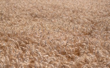 Ekin tarlası. Tahıl hasadı. Altın çivi. Buğday tarlası. Altın buğday tarlası. Altın buğday arka planda kulaklar. Resimli bir yaz manzarasında buğday tarlası manzarası.