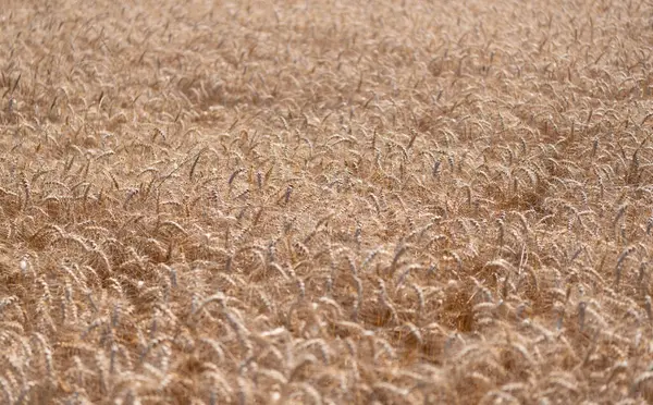 Ekin tarlası. Tahıl hasadı. Altın çivi. Buğday tarlası. Altın buğday tarlası. Altın buğday arka planda kulaklar. Resimli bir yaz manzarasında buğday tarlası manzarası.