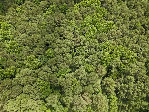 Gökyüzü manzaralı orman ağacı. Yağmur ormanlarının ekosistemi ve sağlıklı bir çevre. Yeşil ağaç ormanının arka planı. Ormanda yaz yeşili ağacı. Tropik yeşil ormanın doğal manzarası. Tropik yağmur ormanları.