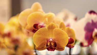 Flora ve doğa çok yakın. Sarı orkide çiçeği. Çiçek doğası. Orkide çiçeği parlak renk. Çiçek açan doğa. Orkide çiçeği sarısı renk. Çiçekli makro fotoğrafçılık. Çiçek kokusu..