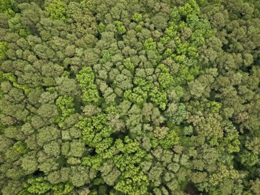 İlkbaharda yeşil orman manzarası. Doğa manzarası. Yeşil ormanın manzarası. Yaz ormanı. Ormanın manzaralı manzarası. Ormanın havadan görünüşü. Doğa güzelliği.