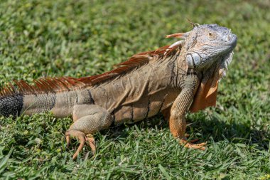 Egzotik sürüngen hayvanı. Vahşi yaşam hayvanı. Tropikal yağmur ormanlarındaki sürüngen hayvan. Vahşi yaşam hayvanat bahçesi ormanı. Ormanda iguana kertenkelesi. Amerikan iguana otçul kertenkelesi. Egzotik iguana sürüngeni. İguana türleri.