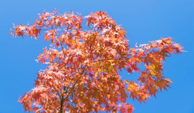 Akçaağaç yaprakları dökülüyor. Sonbahar ağacı. Sonbahar sezonunda doğa. Sonbahar güneşli bir gün. Rüzgâr hızlıydı. Ağaçta mevsimlik yapraklar. Doğal sonbahar yaprakları. Doğanın sonbahar güzelliği. Sonbahar mevsimi doğası.