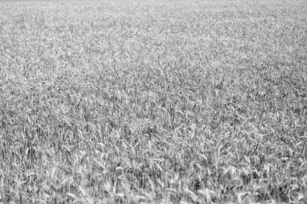 Buğday ya da arpa tarımı. Çavdar ekili ekin hasadı..