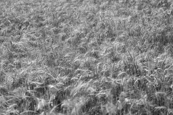 Altın buğday tarlası. Altın buğday arka planda kulaklar. Tarımsal tarla manzarası, buğday manzarası, güzel bir yaz manzarası. Ekin tarlası. Tahıl hasadı. Altın çivi. Buğday tarlası. Ekin yönetimi.