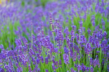 Yazın lavanta çiçeği. France Provence sahasında. Mor lavanta çiçeği. Doğanın bileşimi. Çiçek açan yaz çiçekleri. Çiçek tarlası. Lavanta tarlası. Çiçekli lavanta. Manzara çayırı.