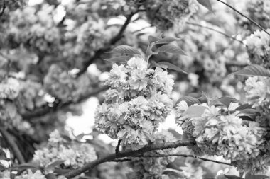 Dalda sakura çiçeği, seçici odaklanma. Sakura çiçeğinin fotoğrafı. bahar sakura çiçeği. bahar sakura çiçeği..
