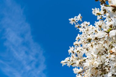 Çiçekli manolya ağacı. Güzel bir bahar sezonu. Magnolia ağacı çiçek açar. Ağaçtaki güzel pembe bahar manolyası çiçeği. Manolya ağacı baharda çiçek açar. Bahar doğası. Çiçek ağaçları.
