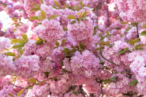 Çiçek açan bahar ağacında pembe Japon kiraz çiçeği. pembe çiçek.