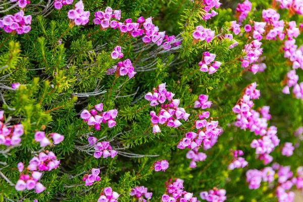 Çiçek açan bitki. Doğanın çiçekleri arka planda. Dağ keneviri çiçeği. Pembe dağ keneviri çiçeği. Doğada dağ keneviri çiçeğinin kır çiçeği olan bir çayır. Yaz doğası.