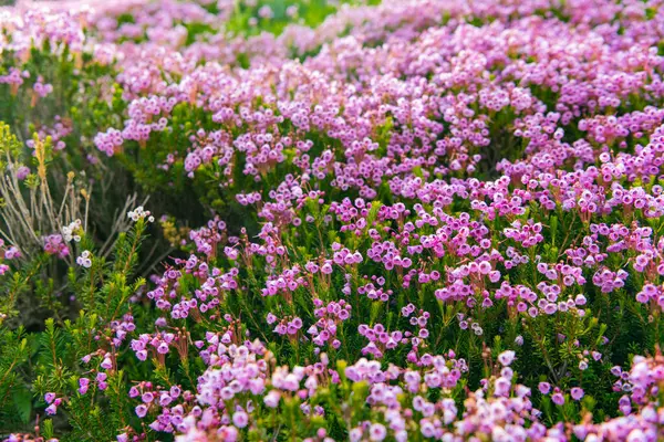 Dağ keneviri çiçeği. Pembe dağ keneviri çiçeği. Doğada dağ keneviri çiçeğinin kır çiçeği olan bir çayır. Yaz doğası. Çiçek açan bitki. Felsefe çiçeği vurgu vurgusu..