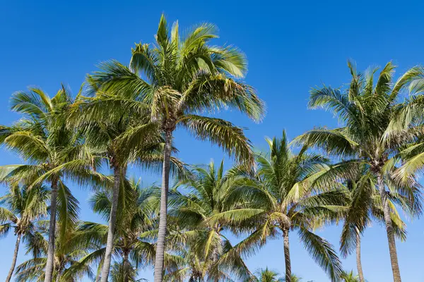 Miami 'de tropik bir sahil. Palmiye ağacıyla tropik bir açık hava sahnesi. Tropik yaz tatili. Egzotik doğa. Palmiye ağacı. Miami güney sahilinde yaz tatili. Kaliforniya palmiyesi. Palmiye yaprakları hışırdıyor.