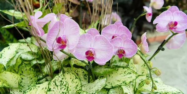 Yumuşak yapraklı orkide çiçeği. Çiçek açan doğa. Orkide çiçeğinin mor rengi. Çiçekli makro fotoğrafçılık. Flora ve doğa çok yakın. Mor orkide çiçeği. Çiçek doğası.