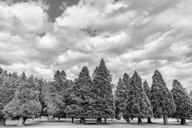 Central Park 'ta. Ormanın doğası. Yazın yeşil orman manzarası. Karışık ormanın doğası. Parktaki çayır manzarası. Yaz parkı doğası. Ormanın manzaralı manzarası.