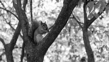 Ormandaki gri sincap. Doğu gri sincabı dışarıda. Vahşi bir hayvan. Ağaçtaki sincap. Kemirgen hayvan faunası. Sciurus kemirgen hayvanıyla sonbahar sahnesi. Vahşi yaşam doğası.