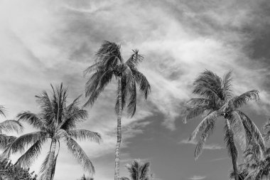 Egzotik doğa. Palmiye ağacı. Miami, Florida 'da yaz tatili. Kaliforniya palmiyesi. Miami 'de tropik bir sahil. Gökyüzü ve palmiye ağacıyla tropik bir manzara. Tropik yaz tatili.