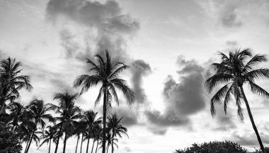 Florida, Miami 'de yaz tatili günbatımı. Kaliforniya palmiyesi. Miami 'de tropik bir sahil. Palmiye ağacıyla tropik bir açık hava sahnesi. Tropik yaz tatili. Egzotik doğa. Palmiye ağacı.