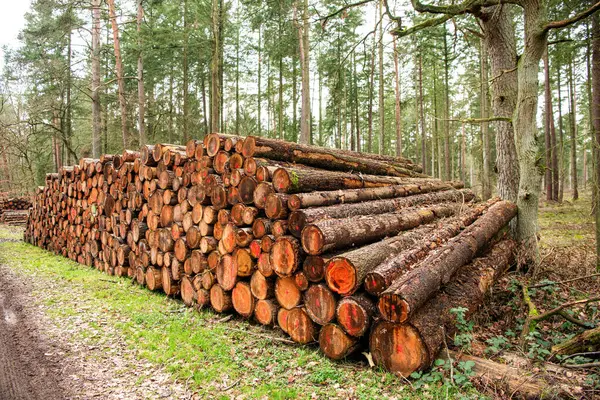 Odun yığını. Ağaç kütüğü, kereste kütüğü. Kereste hasadı. Kereste endüstrisi. Ormanların yok edilmesi. Ormandaki ağaç kütüğü. Çam ağacı kütüğü. Yumuşak kereste. Ormanların tahrip edilmesi ve kesilmesi. Kesik odun yığını.