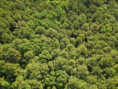 Yeşillik ormanda büyüyen ağaç. Doğa manzarası. Baharda ormanın manzarası. Yaz havası manzaralı yeşil orman. Yağmur ormanlarının ekosistemi ve sağlıklı bir çevre. Orman doğası geçmişi. Yeşil alan.