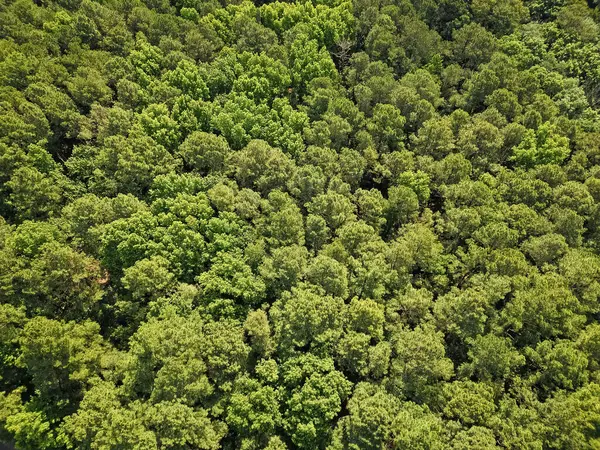 Yeşillik ormanda büyüyen ağaç. Doğa manzarası. Baharda ormanın manzarası. Yaz havası manzaralı yeşil orman. Yağmur ormanlarının ekosistemi ve sağlıklı bir çevre. Orman doğası geçmişi. Yeşil alan.