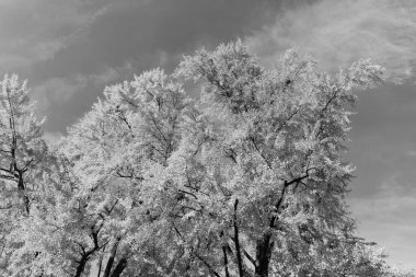 Sonbahar ormanı. Sonbahar sezonunda doğa. Parkta sonbahar sezonu. Mevsimlik yapraklar ve ağaçlar. Doğal sonbahar ya da sonbahar mevsimi. Doğanın sonbahar güzelliği. Ormandaki doğa. Parkta sonbahar yaprakları. Hışırdayan yapraklar.