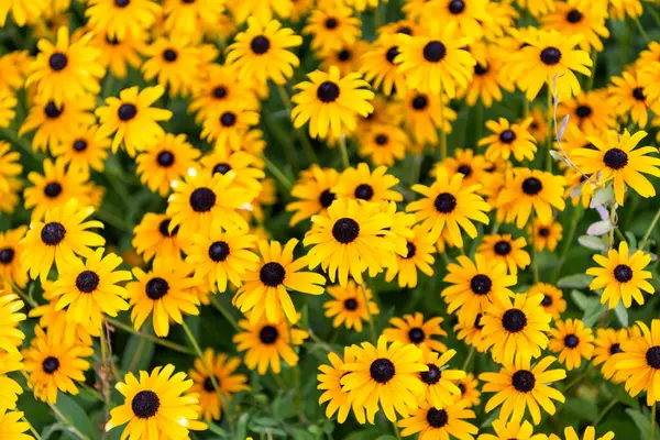 Daisy çiçeği. Bahçede çiçek açan papatya. Açık hava çiçekleri. Sarı papatya çiçeği. Doğal çiçek bitkisi. Flora Doğa. Sarı çiçek arka planı. Çiçekli sarı arka plan.