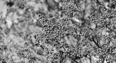 Doğal arkaplan olarak böğürtlenli Rowan Ağacı dalı.